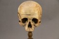 Memento mori (I) 